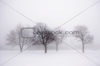 Winter trees in fog