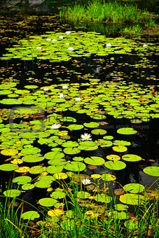 Lily pads on lake