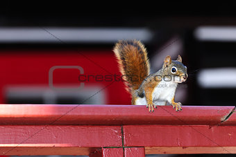 Tree squirrel on red railing