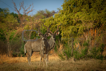 Greater Kudu Antelopes