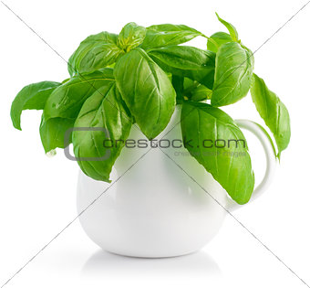 Fresh leaves basil in white vase