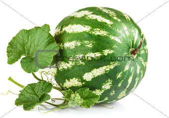 Fresh ripe watermelon with green leaves