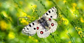 Butterfly perched on yellow flowers panoramic view