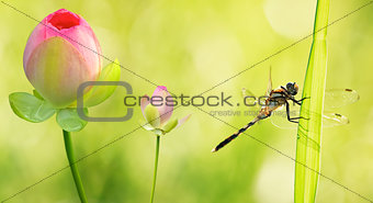 Dragonfly close up with water lily flowers 
