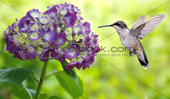 Hummingbird Hovering on Hydrangea 