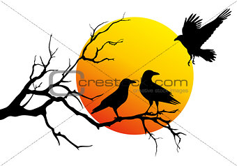 ravens on tree branch, vector