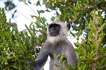 Gray langur in a tree.
