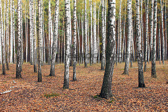 Birch trees in autumn forest in cloudy weather
