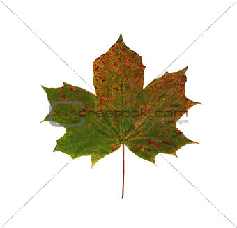 Maple leaf isolated on white background.