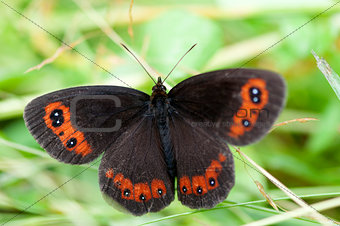 Woodland ringlet butterfly