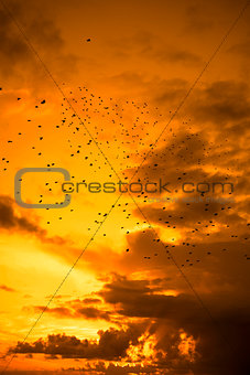 flocks of starlings flying into a beautiful yellow sunset sky
