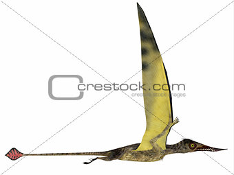 Rhamphorhynchus in Flight