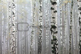 Grove of birch trees