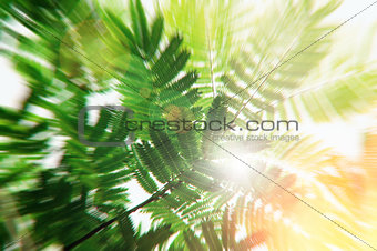 Vintage nature background. Sun glowing through albizzia leaves