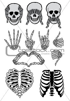 Halloween skull set, vector