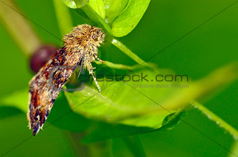 Gypsy moth butterfly
