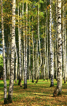 Birch in the autumn forest 