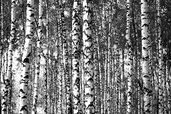 Trunks birch trees black and white
