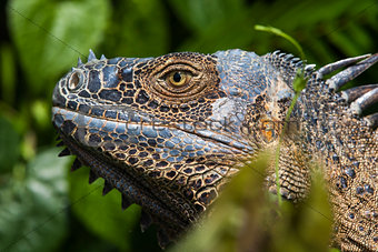 Green iguana, Iguana iguana