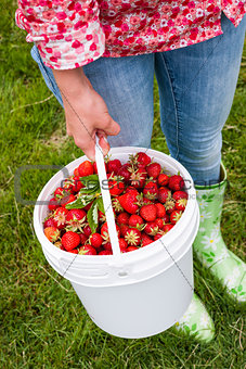 Woman holding pail of fresh strawberries