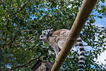 Ring-tailed lemur