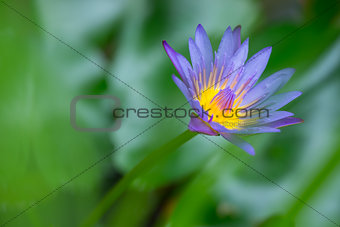Lotus flower blur and soft background