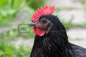 Black chicken head