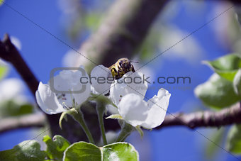 tree branch of Apple blossoms white flowers, a bee sitting on a 