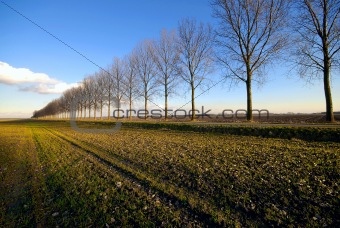 Line of trees through a meadow