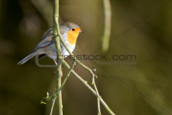 Robin on a twig