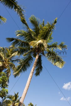 tropical leaning palm tree