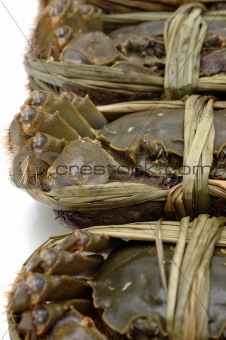 Close up of shanghai crabs