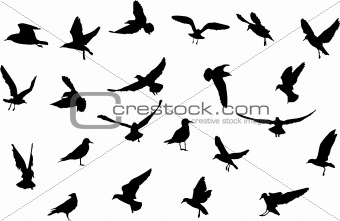 birds silhouettes
