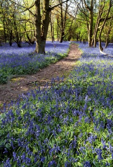 bluebells in wood