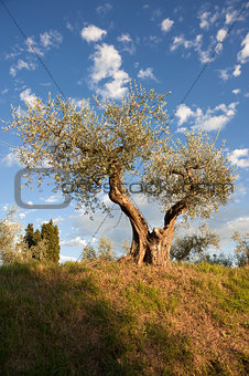 Tuscany olive tree