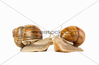 Two snails drawn isolated on a white background. 