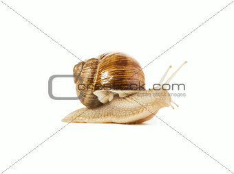 snail isolated 
