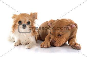 puppy old english bulldog and chihuahua
