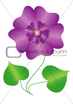 Flower violet