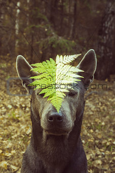 Dog in forest