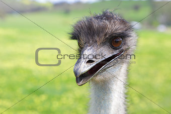 Happy emu