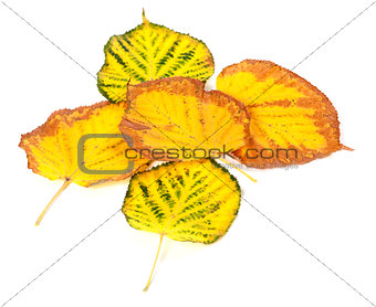 Autumn multicolored leafs