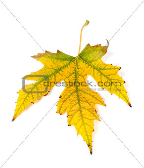 Autumn yellowed leaf