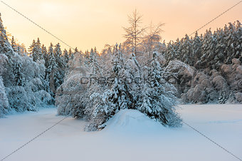 dense mixed forest under snow and sunrise