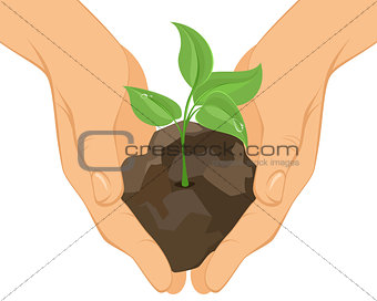 Green sprout in hands
