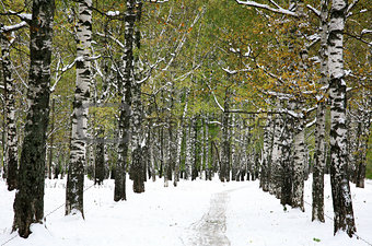 First snow in the autumn park
