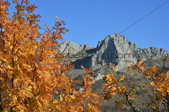 autumn tree in mountains