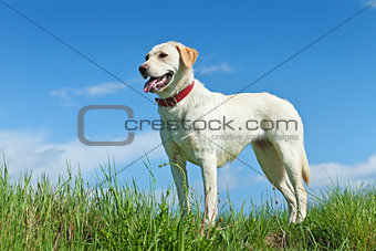 Dog standing on the field in springtime