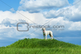 Dog standing on a hill
