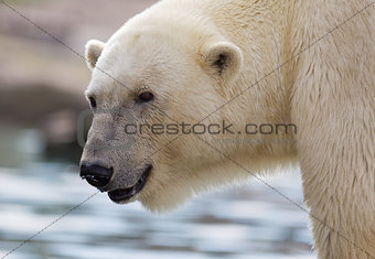 Close-up of a polarbear